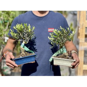 Olivovník európsky (Olea europaea) - výška 20-25 cm, BONSAJ MISA